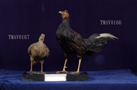藍腹鷴藏品圖，第10張